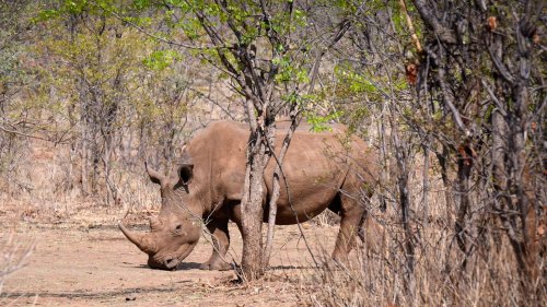 Wilderei in Südafrika: Wieder mehr tote Nashörner