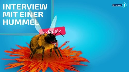 Interview mit Hummel: Warum die Hummel so wichtig für uns ist | BR.de