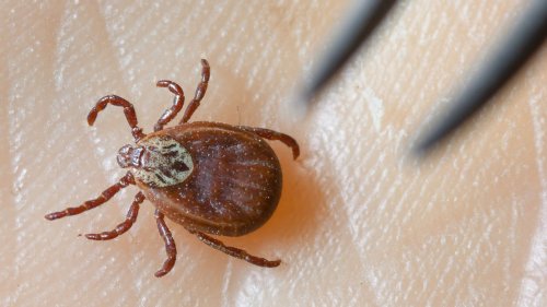 Fast ganz Bayern Risikogebiet: Aufruf zur FSME-Impfung