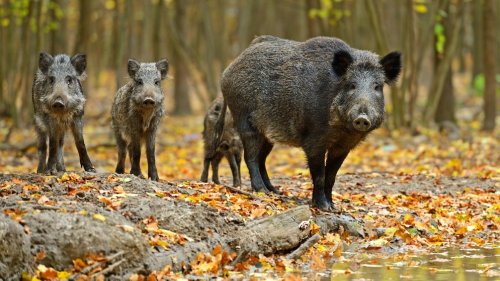 Die afrikanische Schweinepest: Mit Impfung, Zaun und Hund gegen die Seuche | BR.de