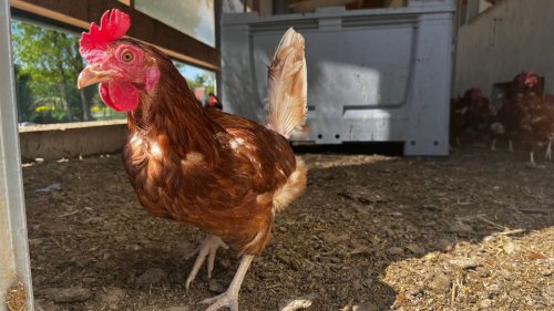 Nach Schlachthof-Schließung: Legehennen-Halter in Bredouille