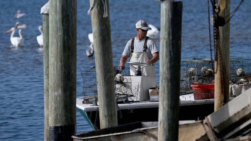 How budget cuts could harm Florida’s fishing economy, threaten red tide research