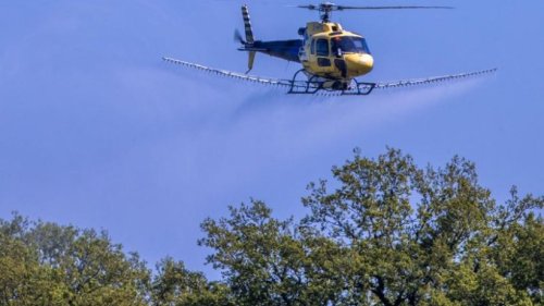 Mit Hubschrauber gegen den Eichenprozessionsspinner