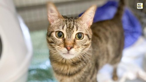 Tierheim Salzgitter fragt: Wer gibt Kater Spareribs ein Zuhause?