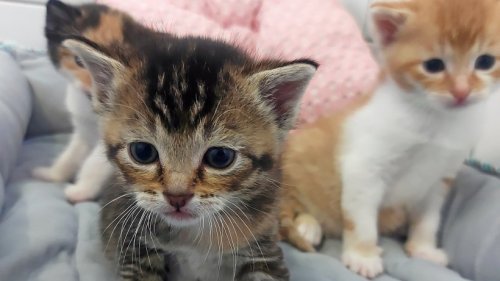 Zu viele Katzen: Aufnahmestopp im Wolfsburger Tierheim
