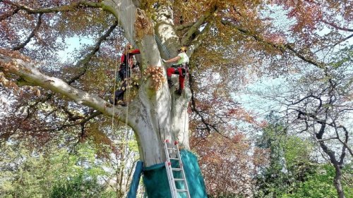 Prächtiger Baum in Braunschweig wird vor Sonnenbrand geschützt