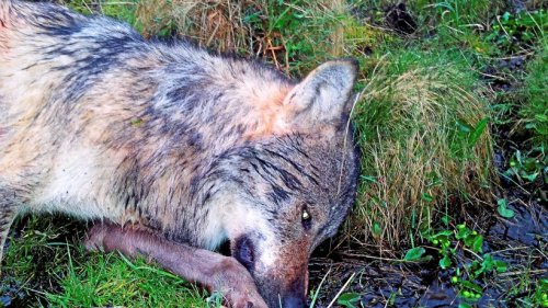 Toter Wolf im Kreis Gifhorn sorgt für Ermittlungen