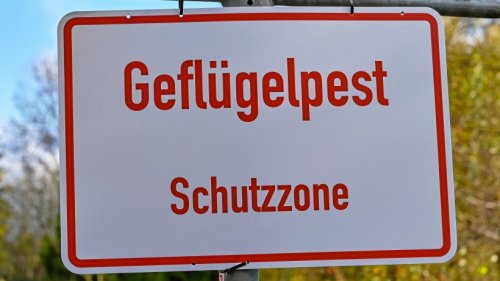 Landkreis Gifhorn meldet Fall von Geflügelpest