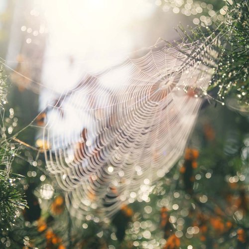 Neue gefährliche Spinnenart nach Deutschland gelangt | BRAVO