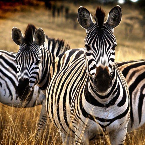 Wissenschaft klärt auf: Sind Zebras weiß oder schwarz?