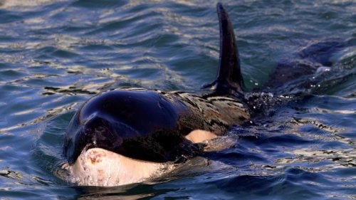 Baby Orca Dies in New Zealand after Fruitless Search for Mother