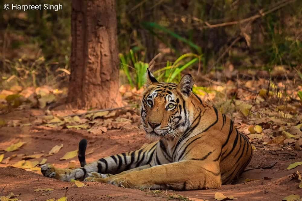Guide to Bandhavgarh National Park and Tiger Reserve