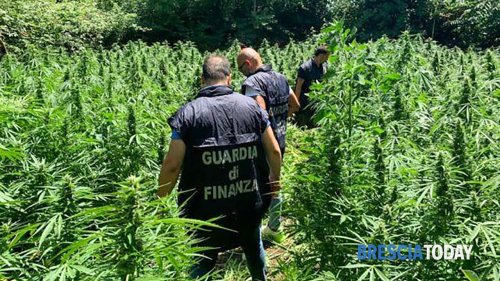 Cannabis legale, e invece era vietata: sequestrate 1.000 piante e 52 chili di "erba"