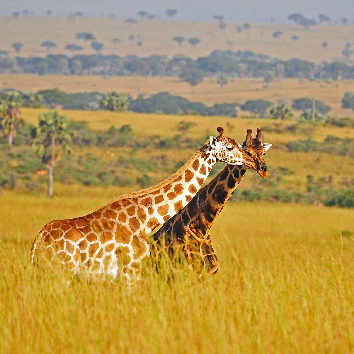 The Adventurous Honeymoon Destination for Wildlife-Obsessed Coffee Addicts
