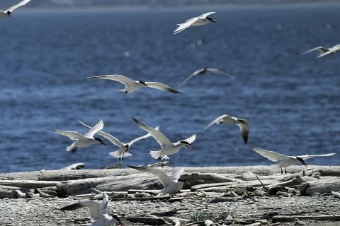 Bird flu has killed nearly 1,500 Caspian terns on Lake Michigan islands