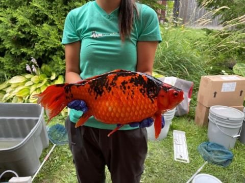 Feral goldfish are menacing Great Lakes: We’re going to need a bigger bowl