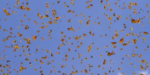Watch Millions of Butterflies Take Flight in One of the Planet’s Most Magical—and Endangered—Migrations