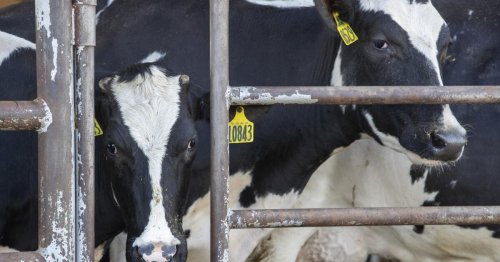 'Nobody saw this coming'; California dairies scramble to guard herds against bird flu