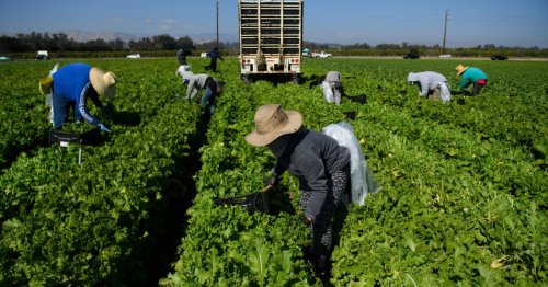 Ventura Farmworkers Have Lost Critical Income In Storms