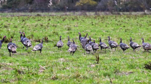 Bird flu Q&A: What to know to help protect yourself and your pets