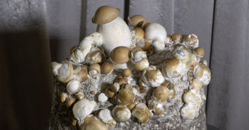 CSU researchers using Reddit to see how people are using psychedelic mushrooms