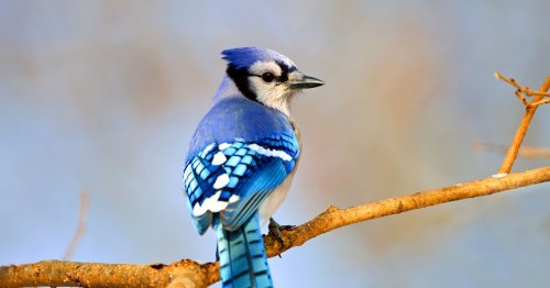 Bird Deaths Linked To Summer Feeders