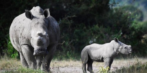 White Rhinos Are Thriving in Rwanda Following a Historic Translocation