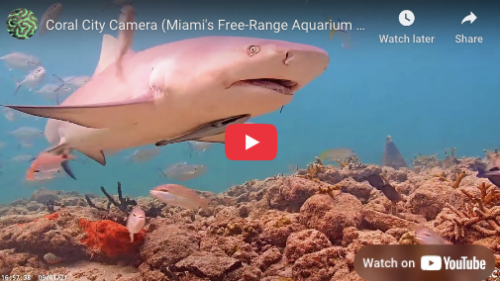 Millions watch as underwater camera documents daily life on a Miami coral reef