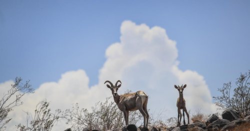 What the great Texas bighorn sheep experiment tells us about rewilding the West