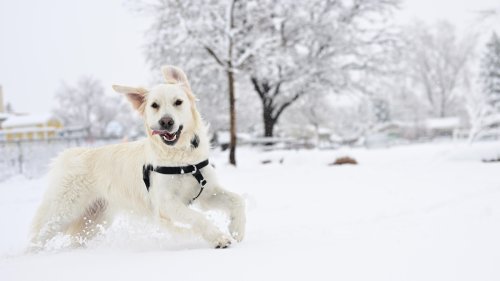 NOAA's annual winter forecast is here. These are the weather predictions for your area