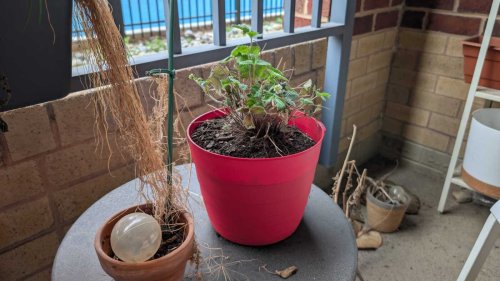Got a dying plant? These tips could help you save it