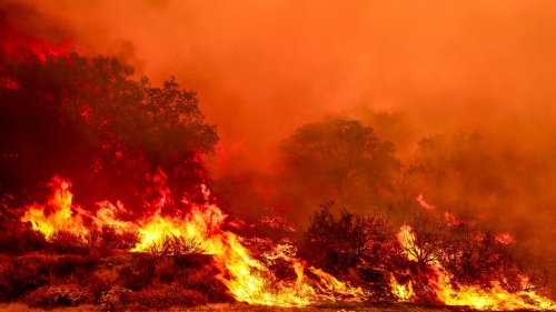 The Trump administration wants to build more roads through national forests