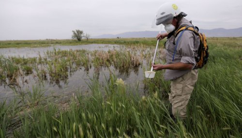 Does spraying pesticides to control mosquitoes near Great Salt Lake do more harm than good?