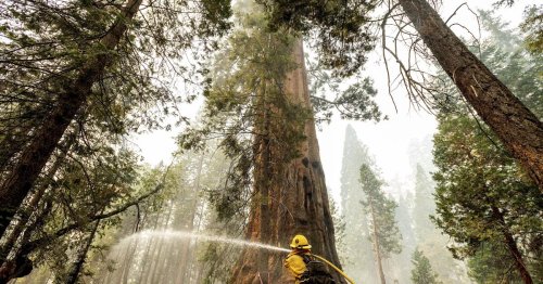 Four Guardsmen safe, but giant sequoia burns; cabins threatened
