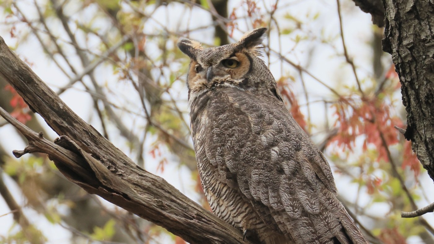 Don't give a hoot about sports? The Superb Owl might be for you