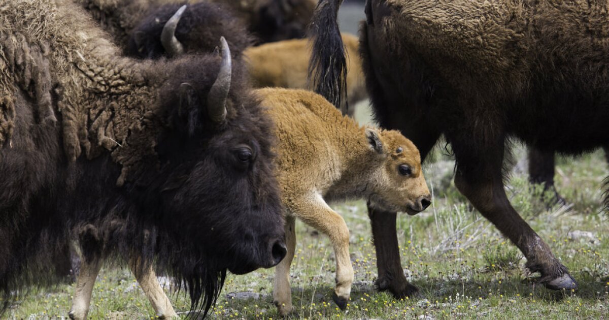Gianforte Scraps Plan For Free-Roaming Bison