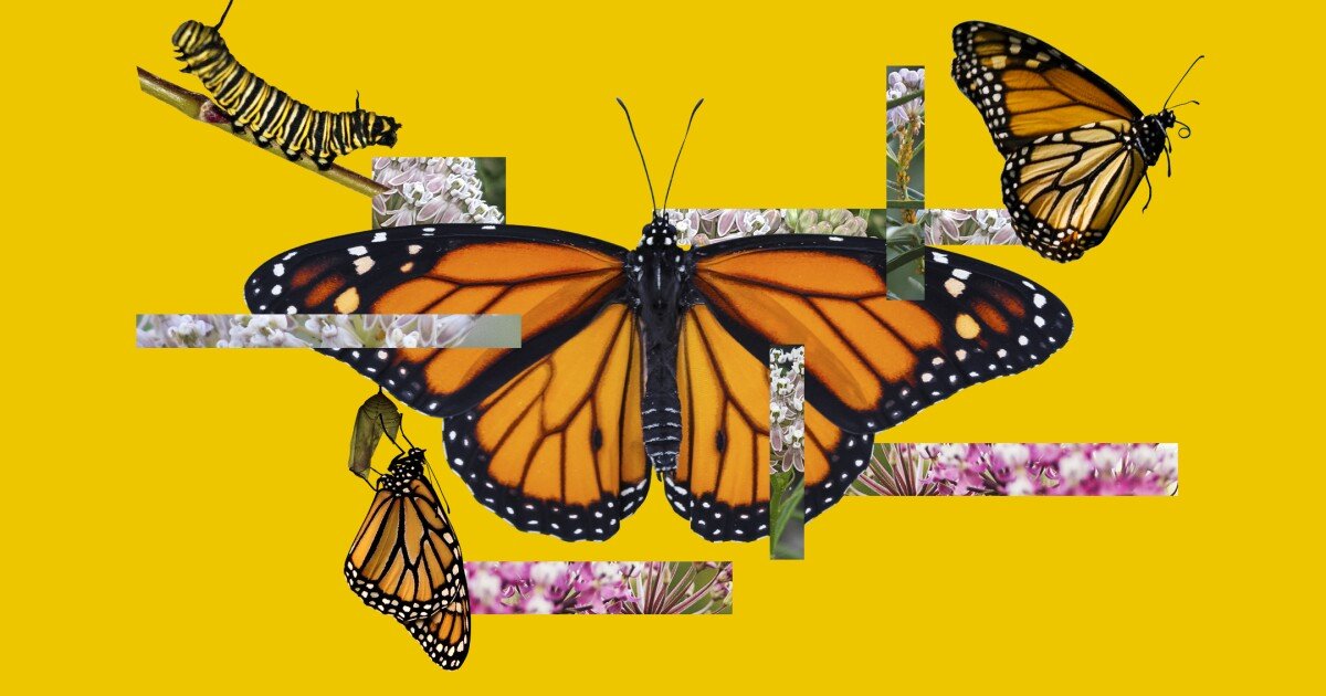 6 ways Californians can help save the iconic monarch butterfly