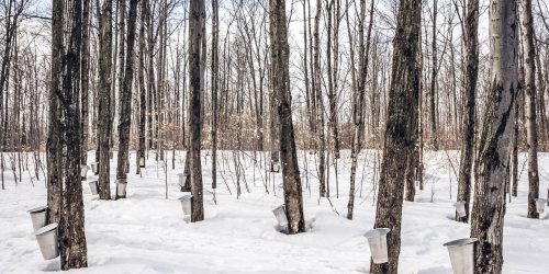 The "Maple Syrup Capital of the World" Is Famous for Sugar Shacks, Festivals, and Indigenous History