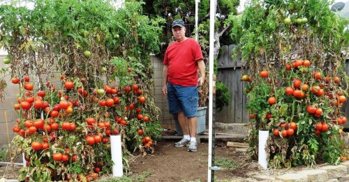 Want a bumper crop of tomatoes? Listen to this guy