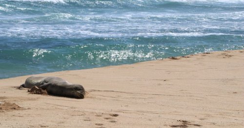 Endangered Monk Seal Makes 1,300-Mile Journey Across Hawaiʻi in One Month