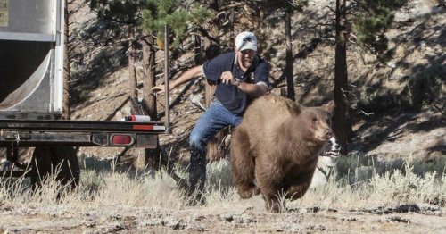 A woman's grisly death inflames debate over how California manages problem black bears