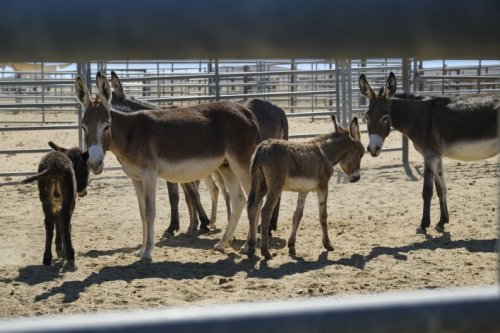 Cute, Troubled, And Problematic: California’s Wild Burros Face Drier Deserts