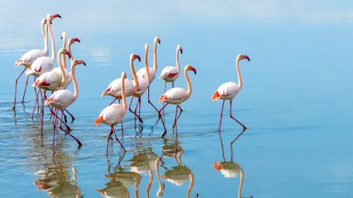 Scientists have figured out why flamingos are such weird eaters