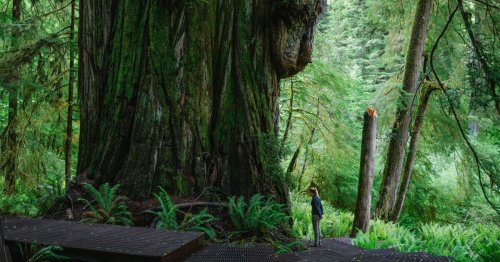 This secret hike through California’s giant redwoods will take you to another world
