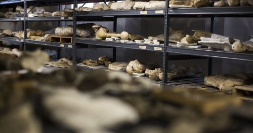 Rediscovering A Hidden Trove Of Fossils In Austin, Texas