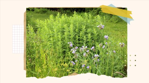 A guide to converting your lawn into a wildlife friendly garden