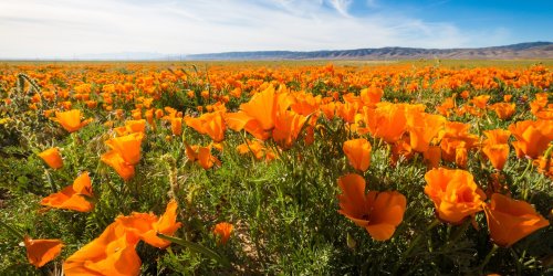 Where to Spot Wildflowers in California’s National Parks, Deserts, and Alpine Landscapes This Spring