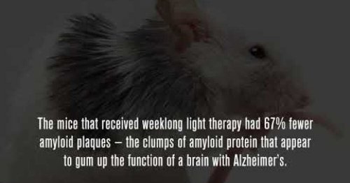 Flickering lights may illuminate a path to Alzheimer's treatment