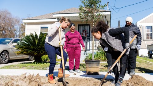 Is planting trees 'DEI'? Trump administration cuts nationwide tree-planting effort