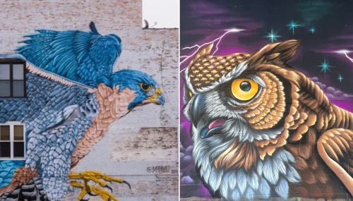 Up-close experiences with birds of prey inspire Justin Suarez's Chicago murals